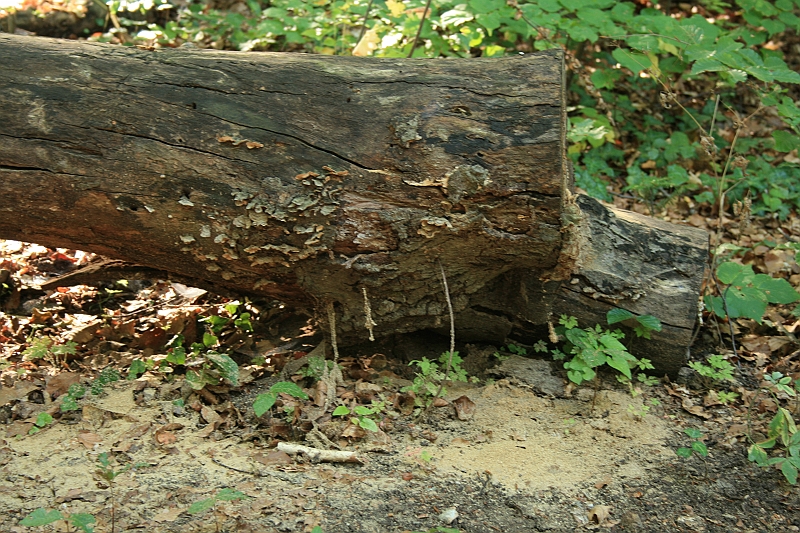 Bulgaria 2008 760
